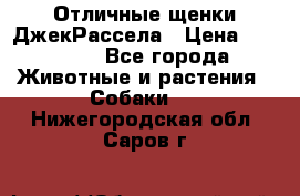 Отличные щенки ДжекРассела › Цена ­ 50 000 - Все города Животные и растения » Собаки   . Нижегородская обл.,Саров г.